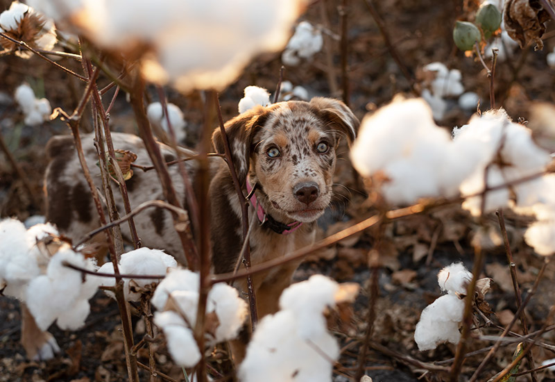Australian Shepherd dog standing in cotton field